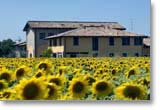Sunflowers_home.jpg